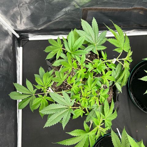 1 growlog timeline photo