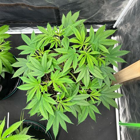 2 growlog timeline photo