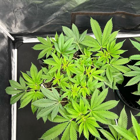 1 growlog timeline photo