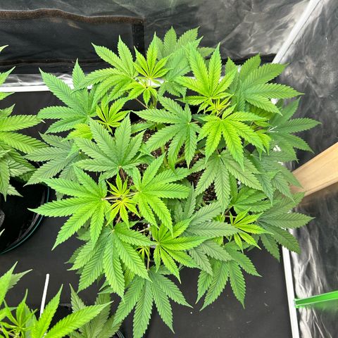 2 growlog timeline photo