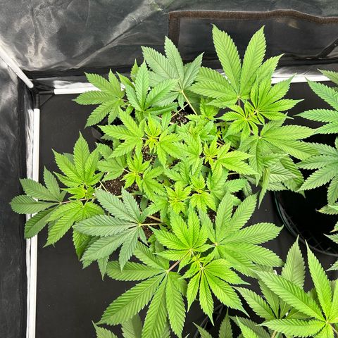 1 growlog timeline photo