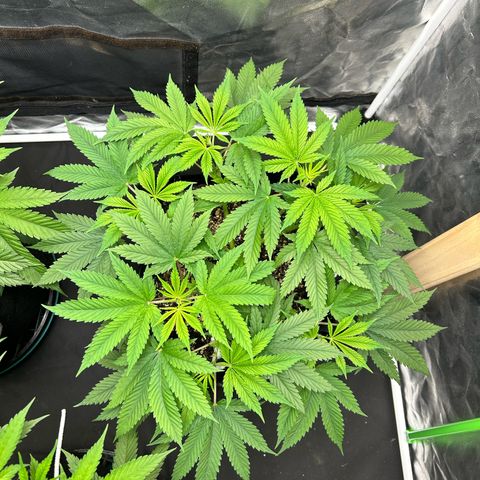 2 growlog timeline photo