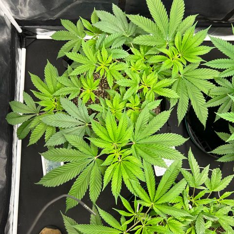1 growlog timeline photo