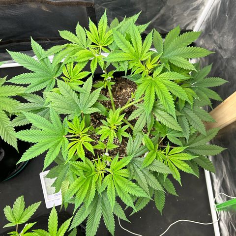 2 growlog timeline photo