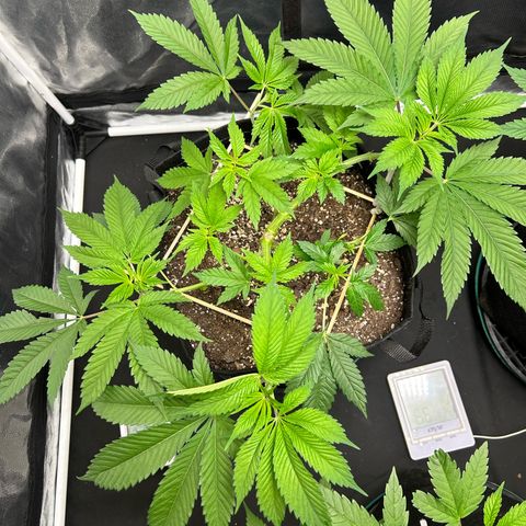 1 growlog timeline photo