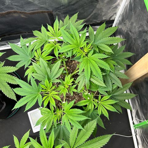 2 growlog timeline photo