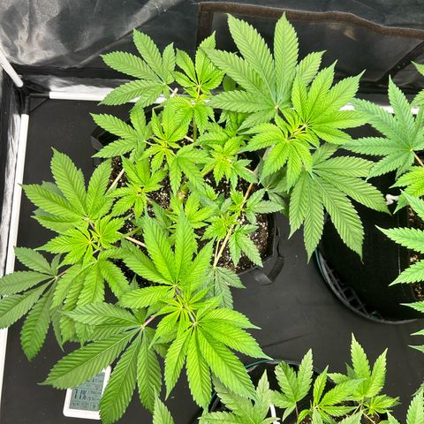 1 growlog timeline photo