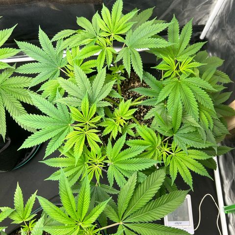 2 growlog timeline photo