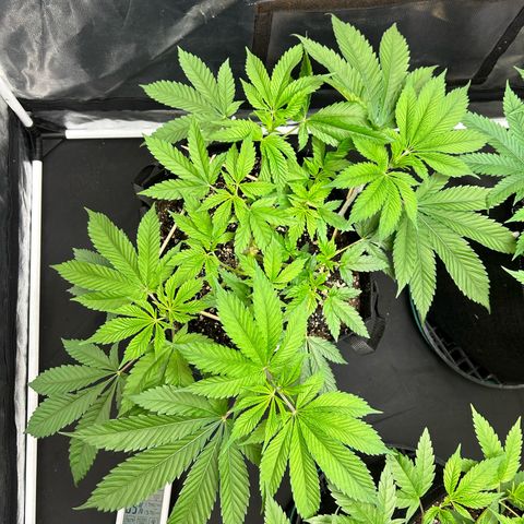 1 growlog timeline photo