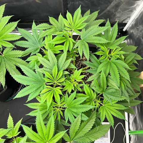 2 growlog timeline photo