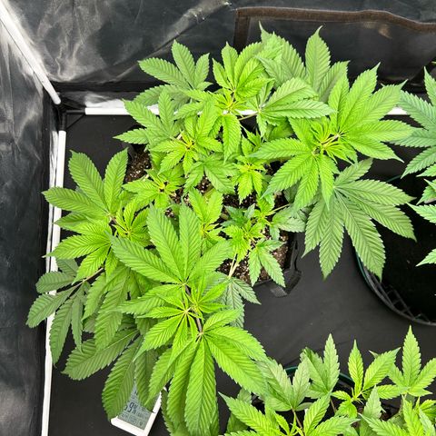 1 growlog timeline photo