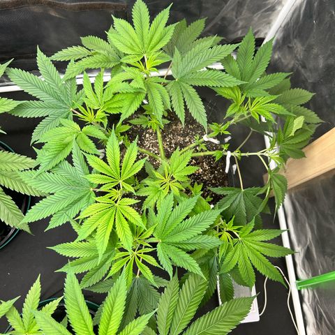 2 growlog timeline photo