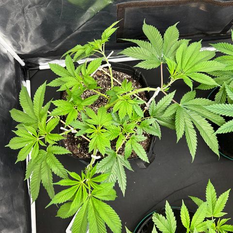 1 growlog timeline photo