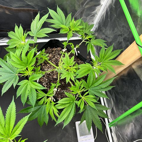 2 growlog timeline photo