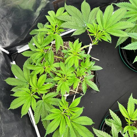 1 growlog timeline photo
