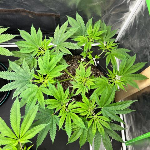 2 growlog timeline photo