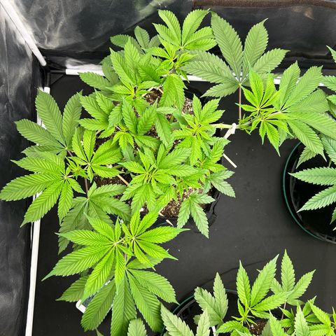 1 growlog timeline photo