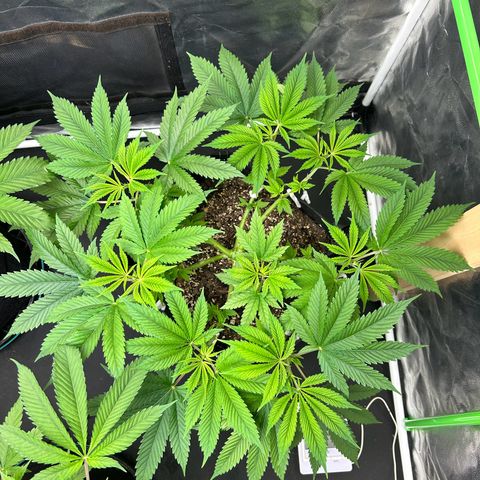 2 growlog timeline photo