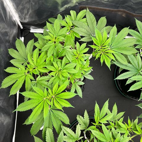 1 growlog timeline photo