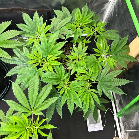 2 growlog timeline photo