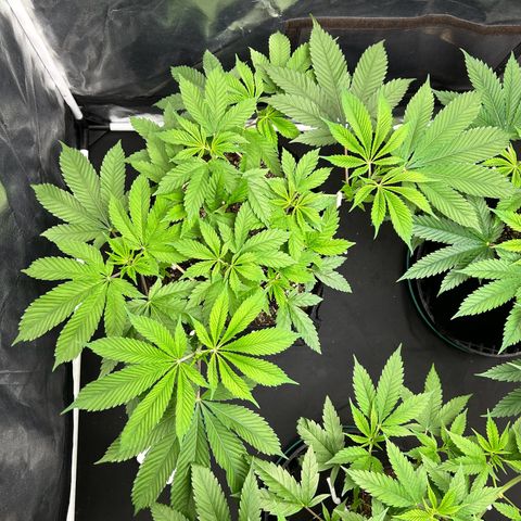 1 growlog timeline photo