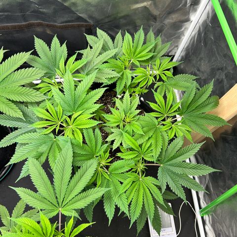2 growlog timeline photo