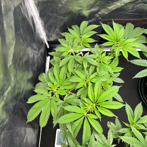 1 growlog timeline photo