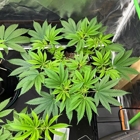 2 growlog timeline photo