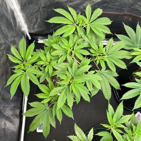 1 growlog timeline photo