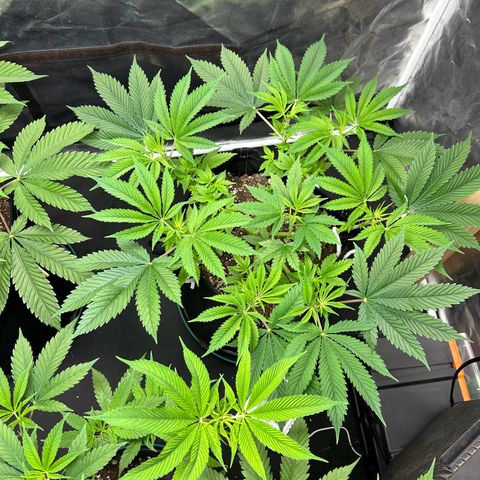 2 growlog timeline photo