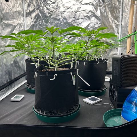 2 growlog photo: Side shot about 12-13 inches up from soil 