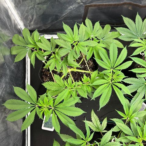 1 growlog timeline photo