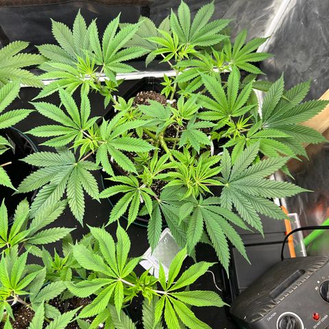2 growlog timeline photo