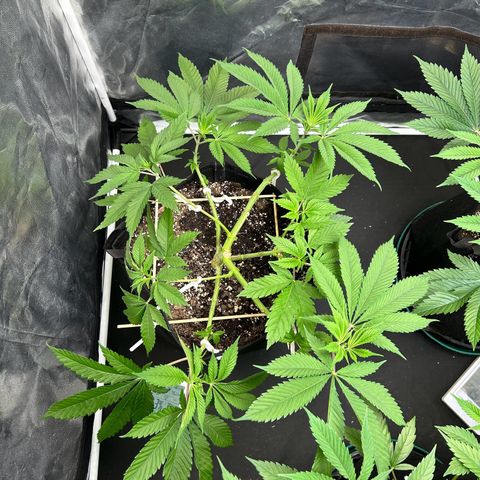 1 growlog timeline photo