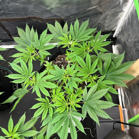 2 growlog timeline photo