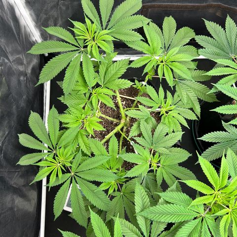1 growlog timeline photo