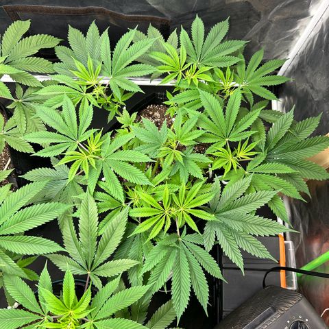 2 growlog timeline photo