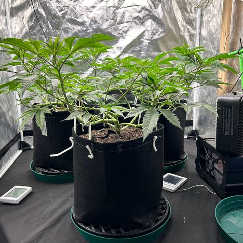 2 growlog timeline photo