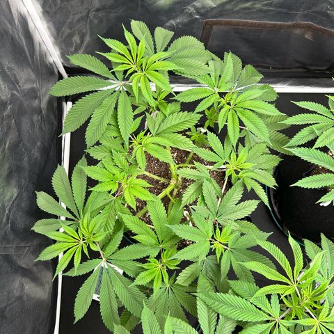 1 growlog timeline photo