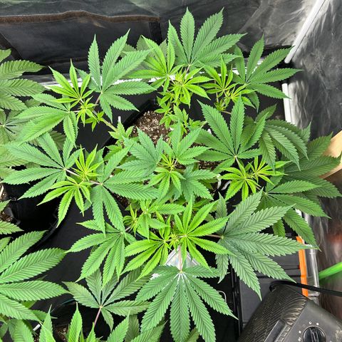 2 growlog timeline photo