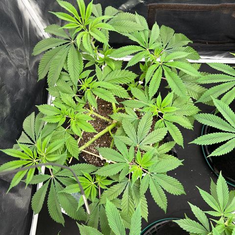 1 growlog timeline photo