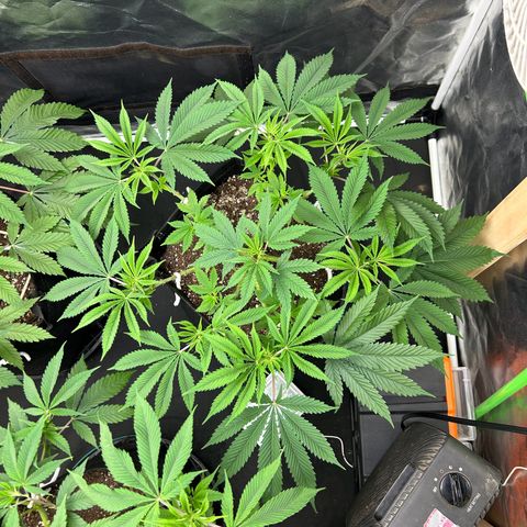 2 growlog timeline photo
