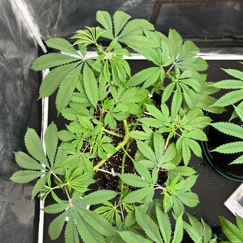 1 growlog timeline photo