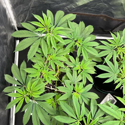 1 growlog timeline photo