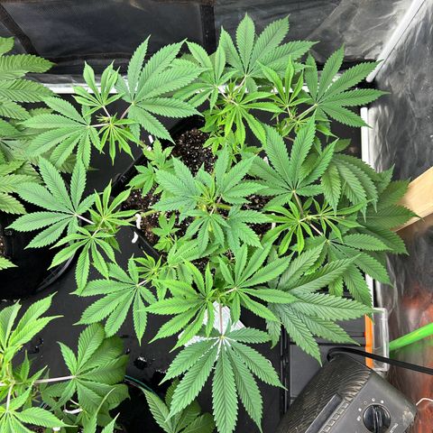 2 growlog timeline photo