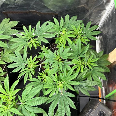2 growlog timeline photo