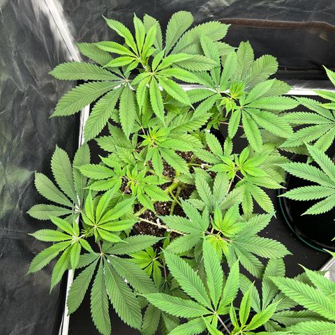 1 growlog timeline photo