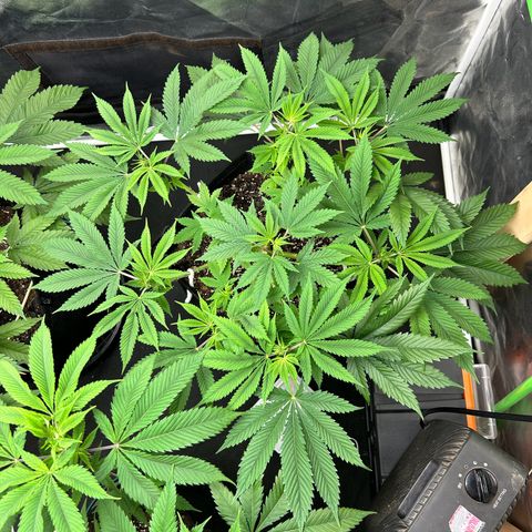2 growlog timeline photo