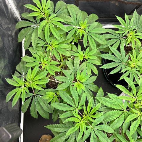 1 growlog timeline photo