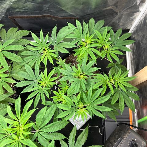 2 growlog timeline photo